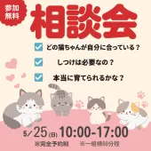 マンチカン(長足)【千葉県・女の子・2025年3月21日・ブラウンパッチドタビー】の写真2「🐾5月25日（日）開催｜猫ちゃんとの出会いに迷っているあなたへ🌸✨」