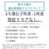 ラグドール【千葉県・女の子・2025年6月6日・ブルーポイントバイカラー】の写真2「4大遺伝子疾患+1疾患発症リスクなし🐱✨」