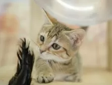 マンチカン(短足)【千葉県・女の子・2025年7月31日・ブラウンタビー】の写真12「全部屋個室！ご家族でゆっくりと見学いただけます💕」