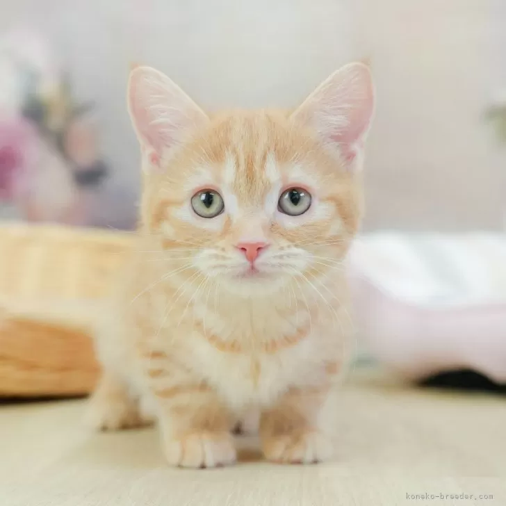 ID:2502-01573の子猫