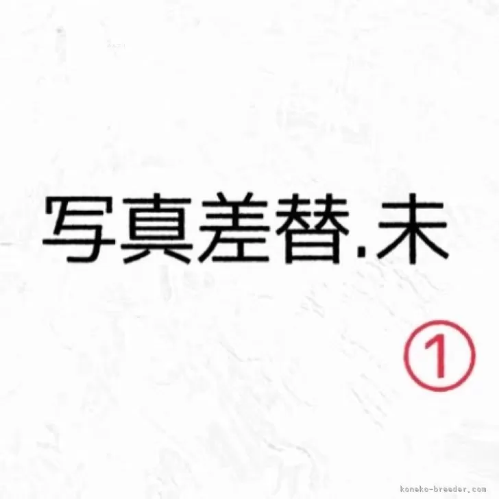 ID：2501-00684の子猫