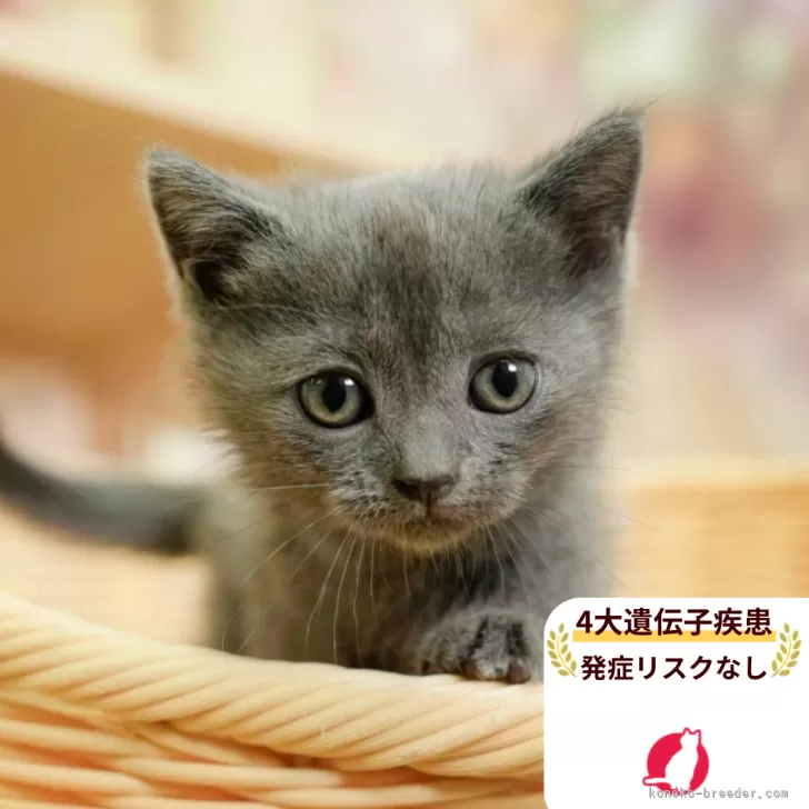 マンチカン(短足)【千葉県・女の子・2025年8月9日・ブルー】の写真1「この子が気になった方は、[[この子猫の見学希望]]ボタンからお気軽にお問い合わせ下さい😊」