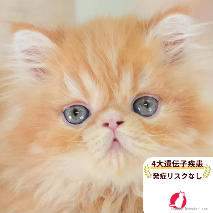 エキゾチックショートヘア【千葉県・男の子・2025年9月1日・レッドタビー】の写真1「この子が気になった方は、[[この子猫の見学希望]]ボタンからお気軽にお問い合わせ下さい😊」