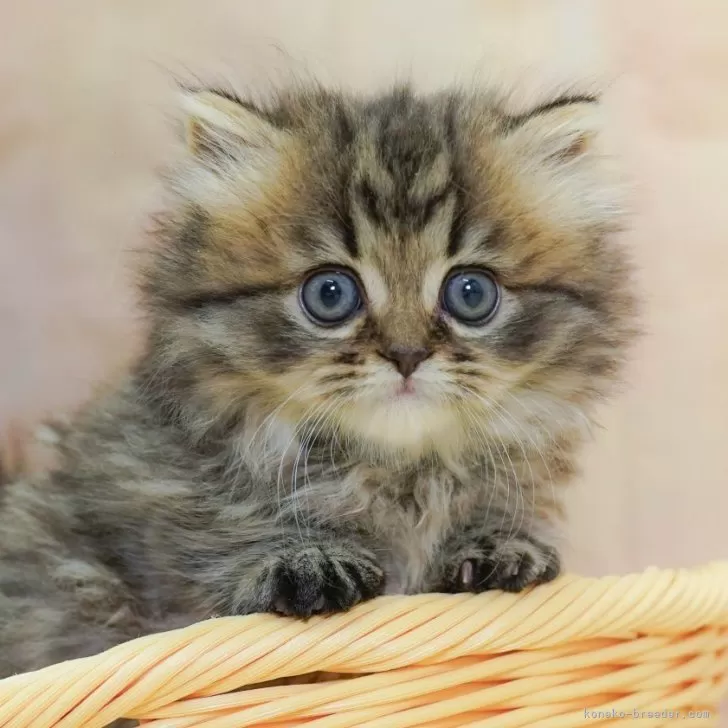 ID：2506-01269の子猫
