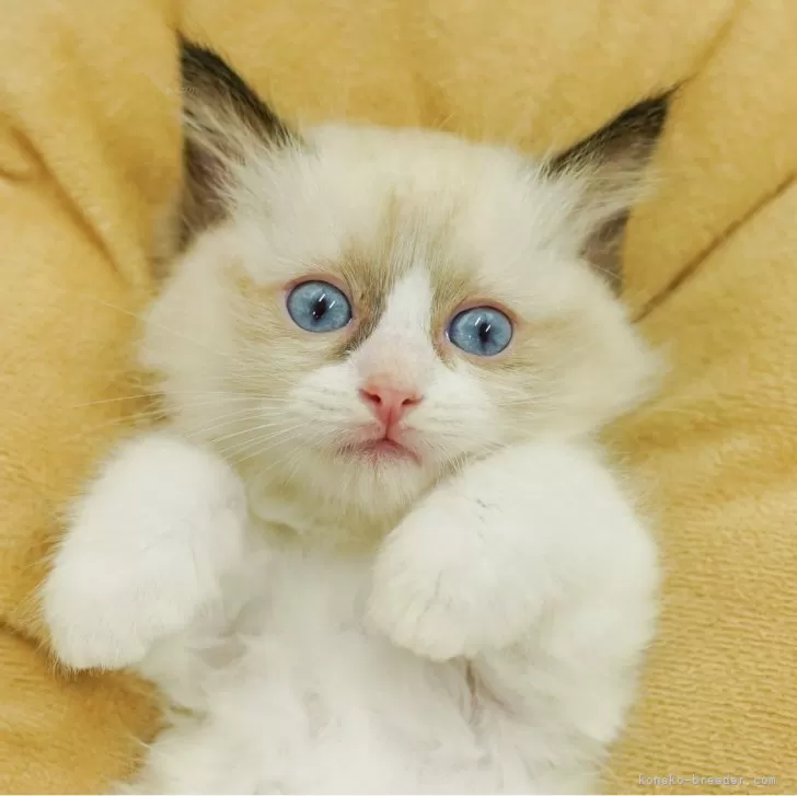 ID:2508-02901の子猫