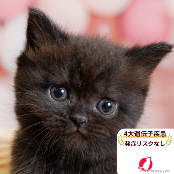 ブリーダー画像