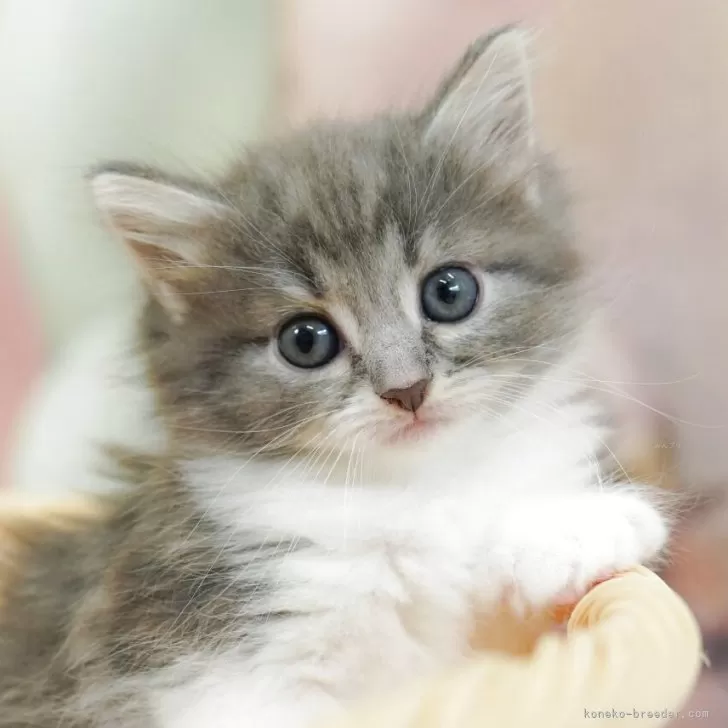 S.Y 様のお迎えした子猫