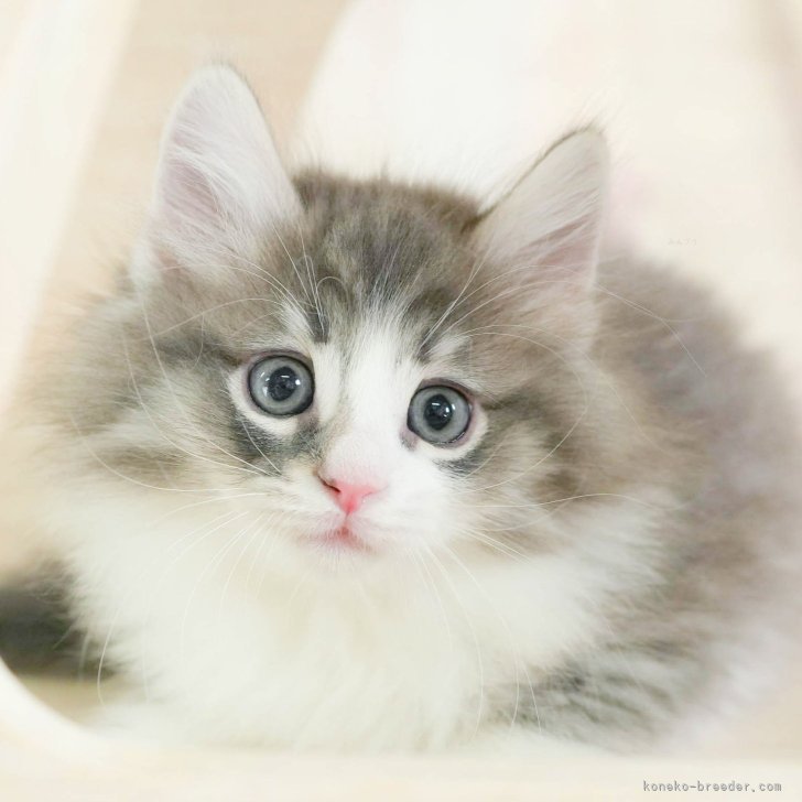 ひーたんページ【北欧フォレスト☆お月見猫ちゃん】【エッフェル塔猫ちゃん】 価格の安いノルウェージャンフォレストキャット♂ 激カワ兄弟