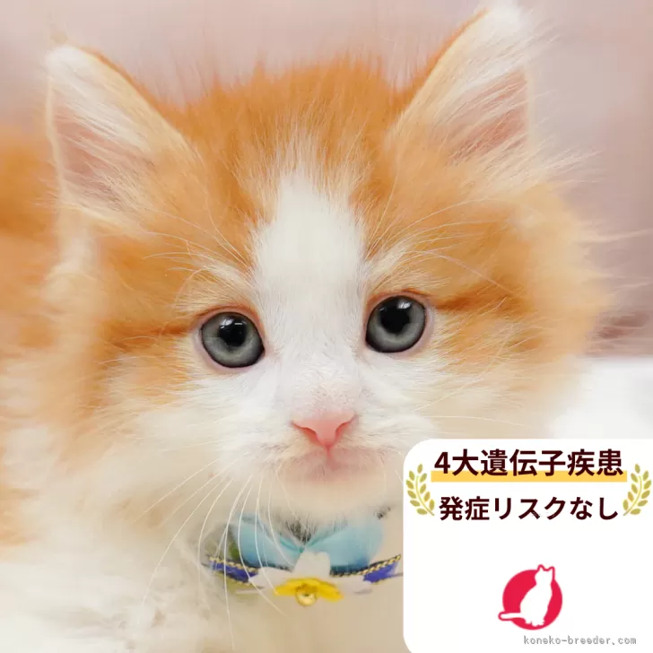 ノルウェージャンフォレストキャット【千葉県・男の子・2025年10月25日・レッドタビー&amp;ホワイト】の写真1「この子が気になった方は、[[この子猫の見学希望/お問合せ]]ボタンからお気軽にお問い合わせ下さい😊」