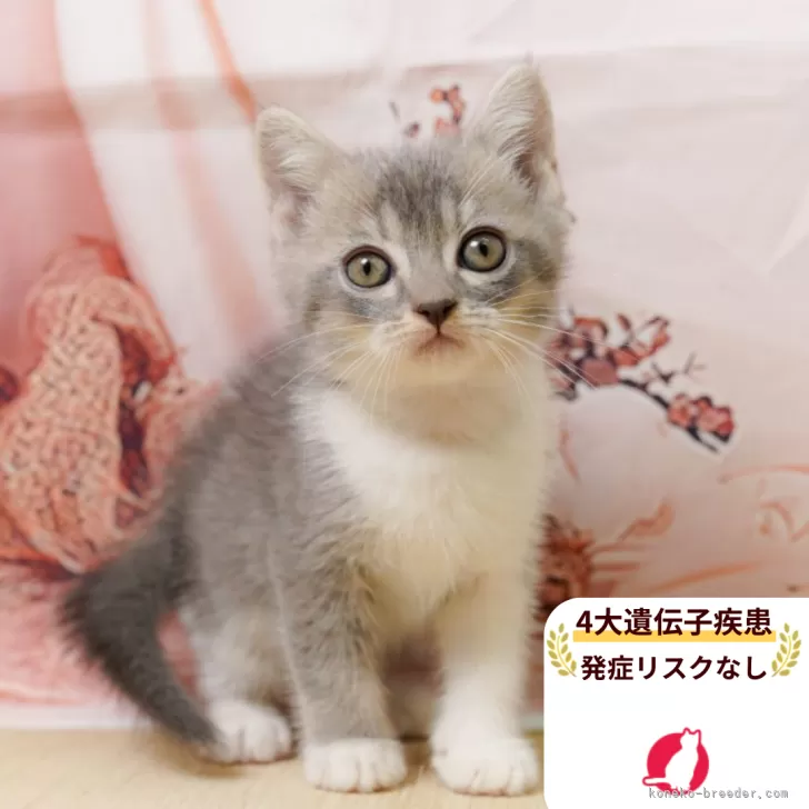 ID：2509-02731の子猫