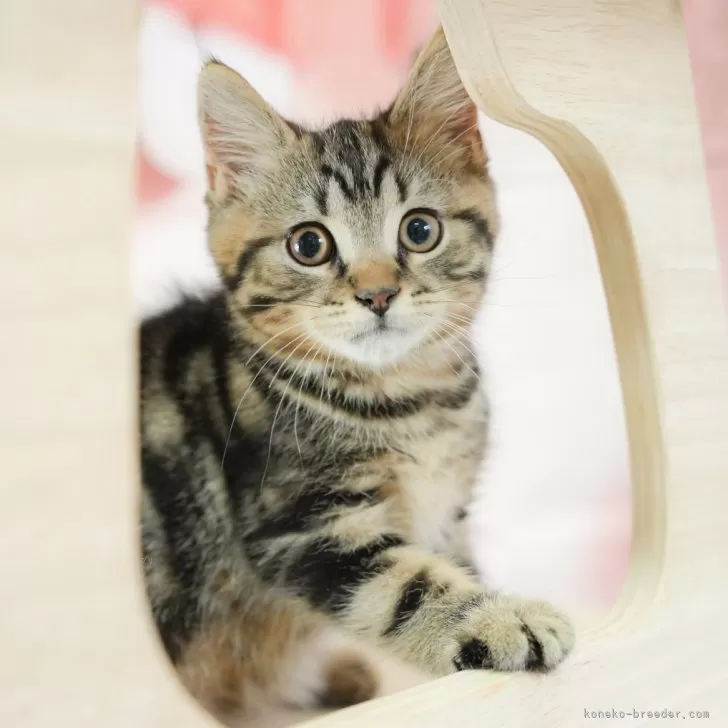 ID：2504-02842の子猫
