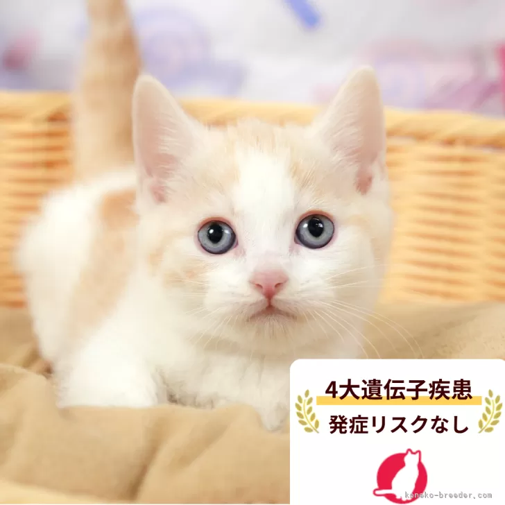 ID：2604-02444の子猫