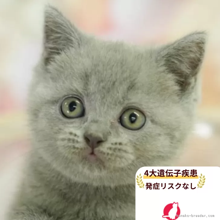 ブリティッシュショートヘア【千葉県・女の子・2025年9月13日・ブルー】の写真1「この子が気になった方は、[[この子猫の見学希望]]ボタンからお気軽にお問い合わせ下さい😊」