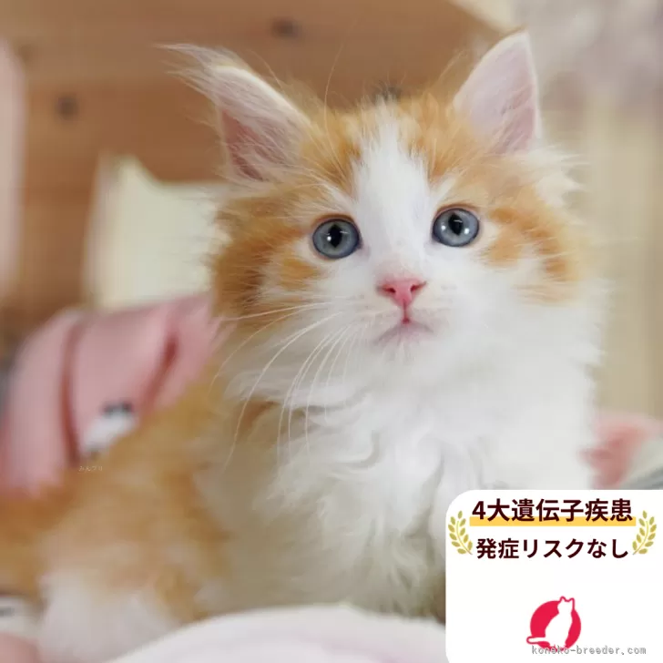 ID：2506-00401の子猫