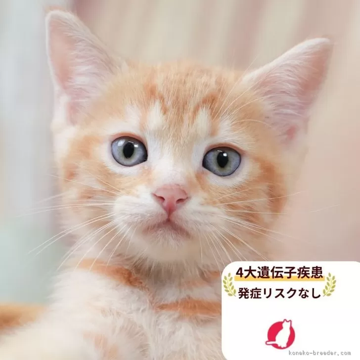 マンチカン(長足)【千葉県・男の子・2025年9月4日・レッドタビー】の写真1「この子が気になった方は、[[この子猫の見学希望]]ボタンからお気軽にお問い合わせ下さい😊」