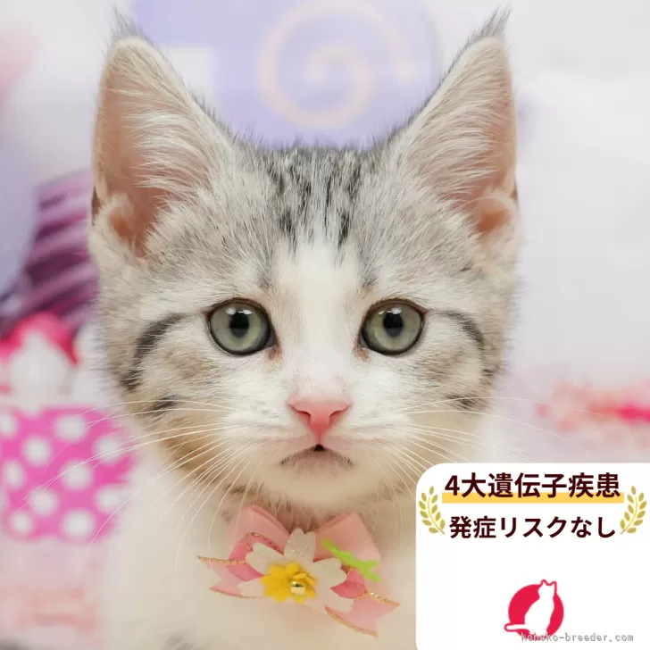 ID：2603-01844の子猫