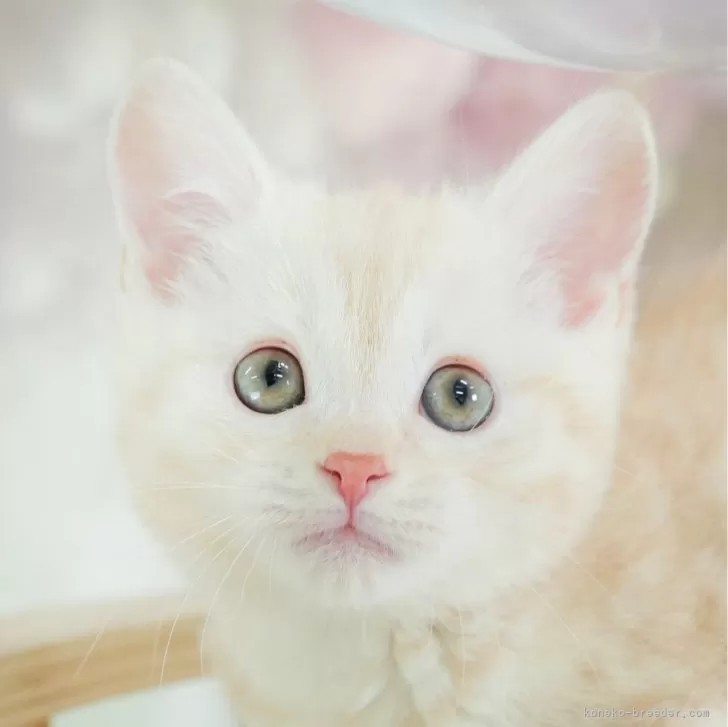 ID:2501-02406の子猫