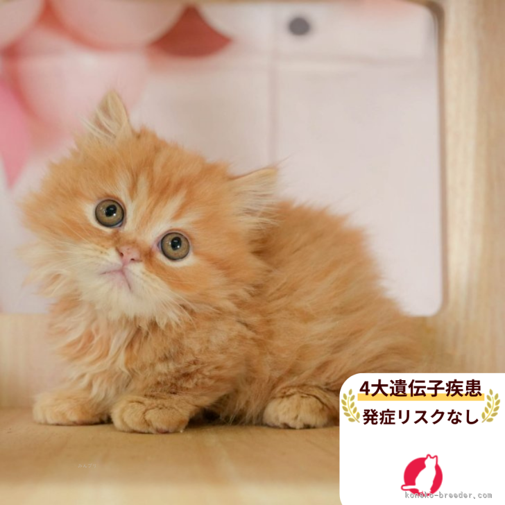 ブリーダー画像