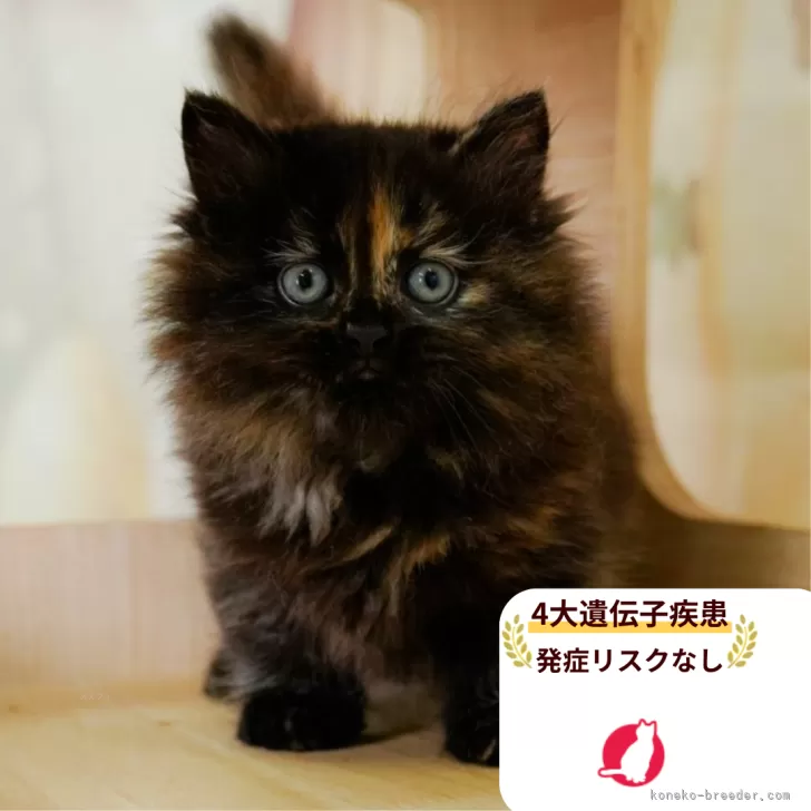 ID：2509-00256の子猫