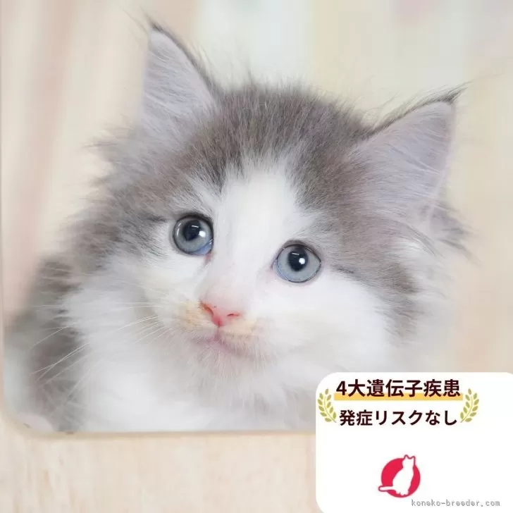 ノルウェージャンフォレストキャット【千葉県・女の子・2025年9月7日・ブルータビー&amp;ホワイト】の写真1「この子が気になった方は、[[この子猫の見学希望]]ボタンからお気軽にお問い合わせ下さい😊」