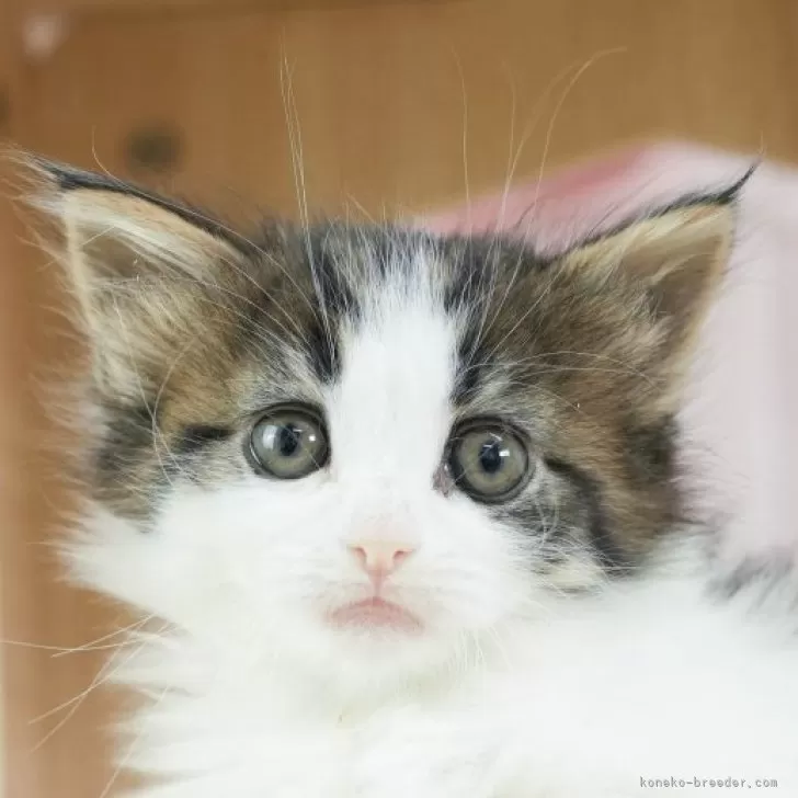 ID：2504-00056の子猫