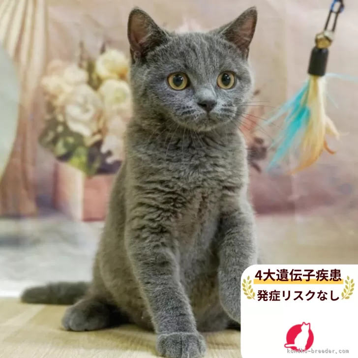 ID：2507-03257の子猫