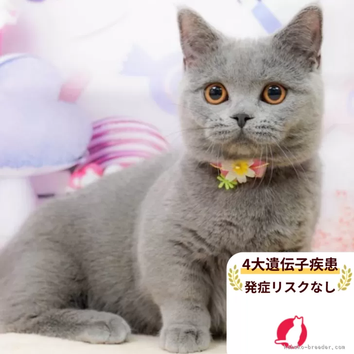 H.M 様のお迎えした子猫