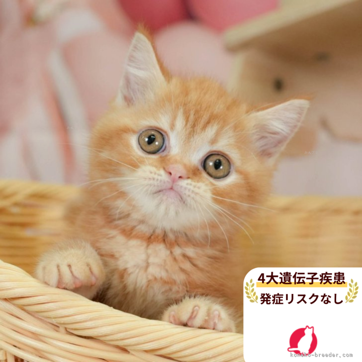ブリーダー画像