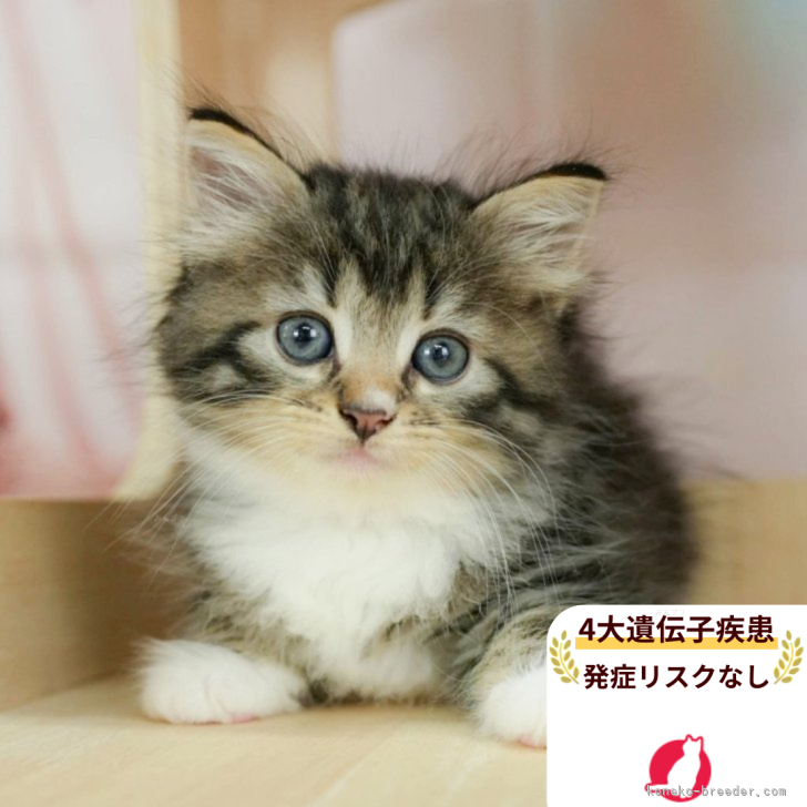 ブリーダー画像