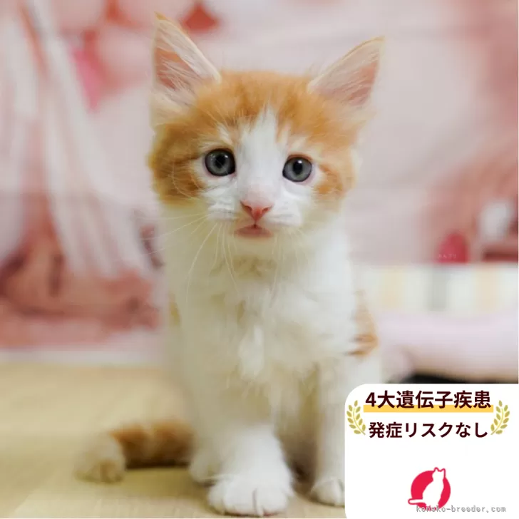 ノルウェージャンフォレストキャット【千葉県・男の子・2025年6月25日・レッドタビー&amp;ホワイト】の写真1「🐱複数頭の見学も可能🐱兄弟や他のネコちゃんも見れます💛」
