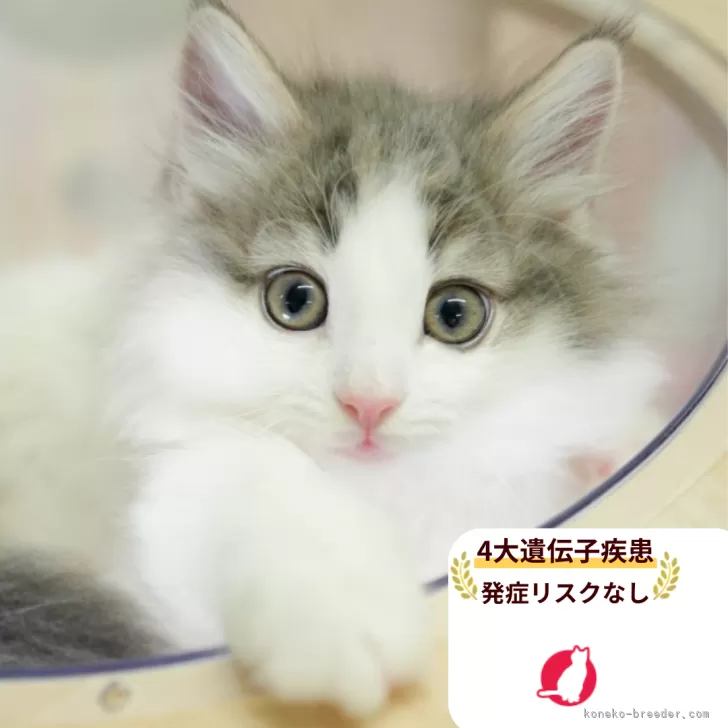 ID:2510-01597の子猫
