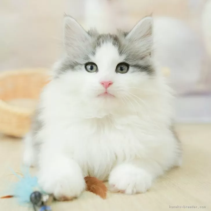 ID:2502-01576の子猫
