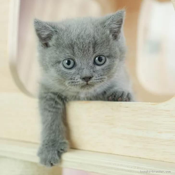 ID:2502-02269の子猫