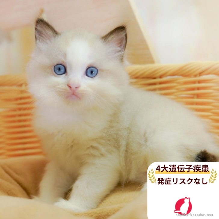 ブリーダー画像