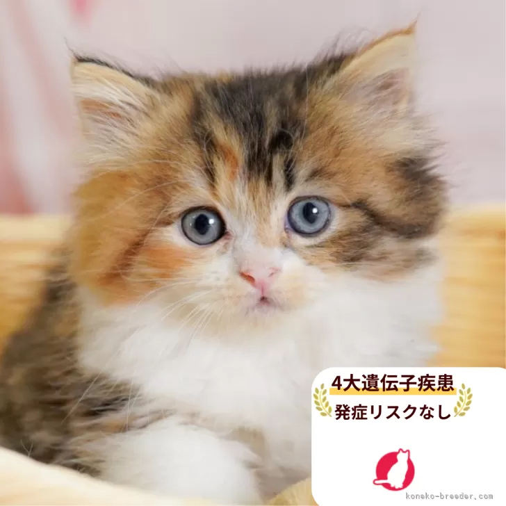 ミヌエット(長足)【千葉県・女の子・2025年7月23日・ブラウンパッチドタビー&ホワイト】の写真1