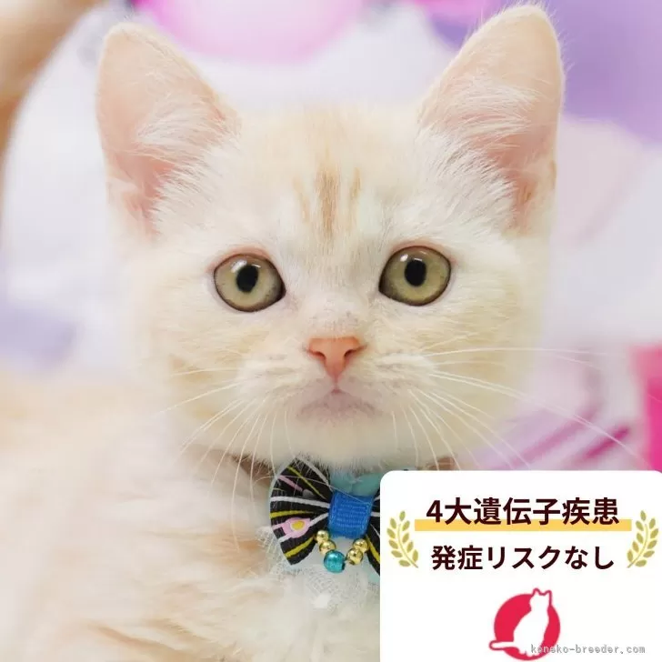ID：2605-01831の子猫