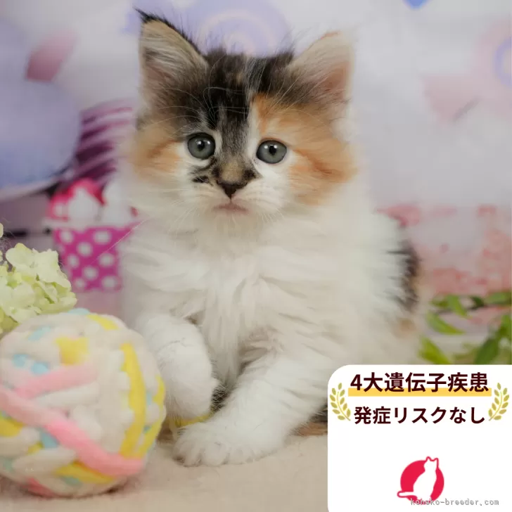 ID：2604-00847の子猫