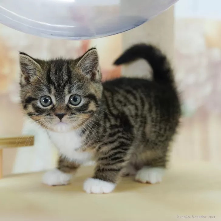 ID:2506-00404の子猫