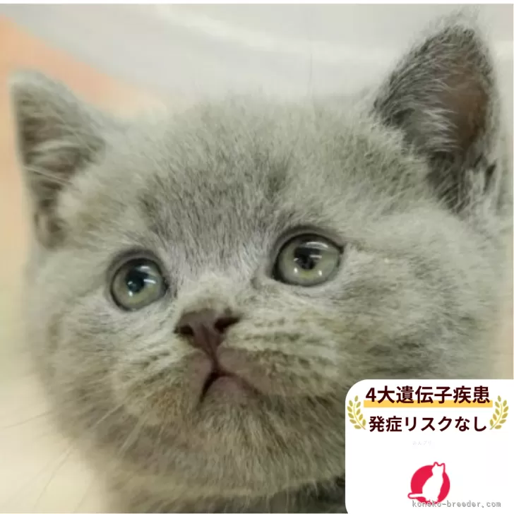 ブリティッシュショートヘア【千葉県・男の子・2025年9月13日・ブルー】の写真1「この子が気になった方は、[[この子猫の見学希望]]ボタンからお気軽にお問い合わせ下さい😊」