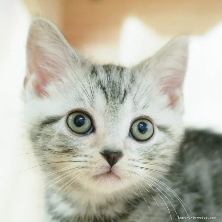 ID:2501-02409の子猫