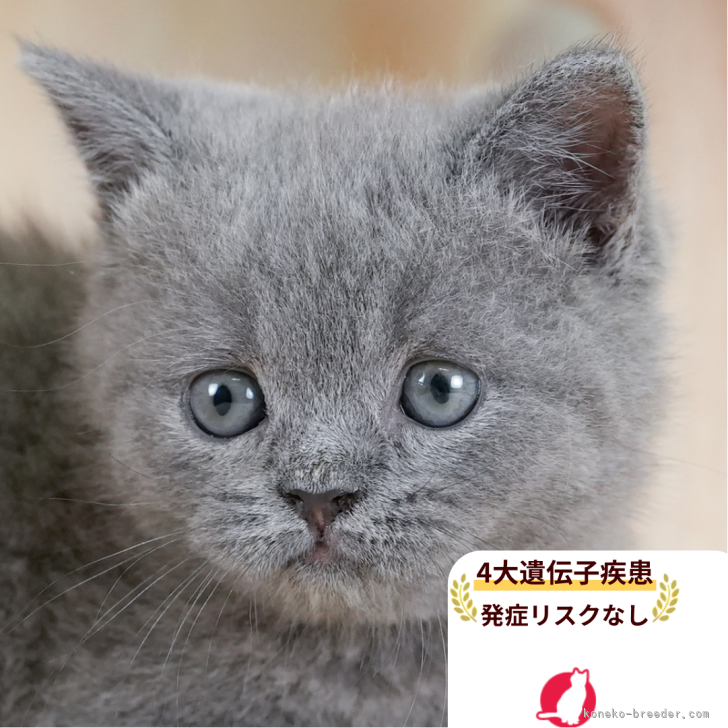 ブリーダー画像