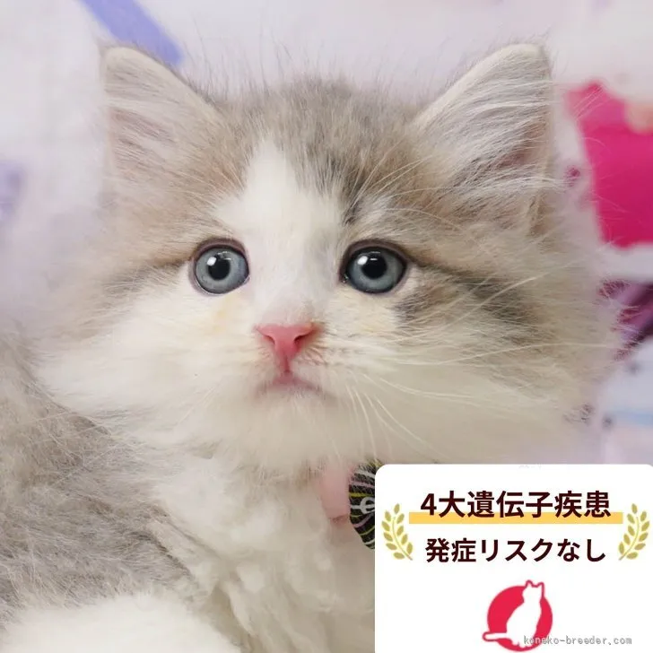 サイベリアン【千葉県・男の子・2026年6月6日・ホワイト系/クリーム系】の写真1「この子が気になった方は、[[この子猫の見学希望/お問合せ]]ボタンからお気軽にお問い合わせ下さい😊」
