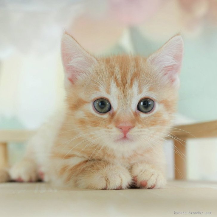 マンチカン(短足)【千葉県・男の子・2025年3月21日・レッド