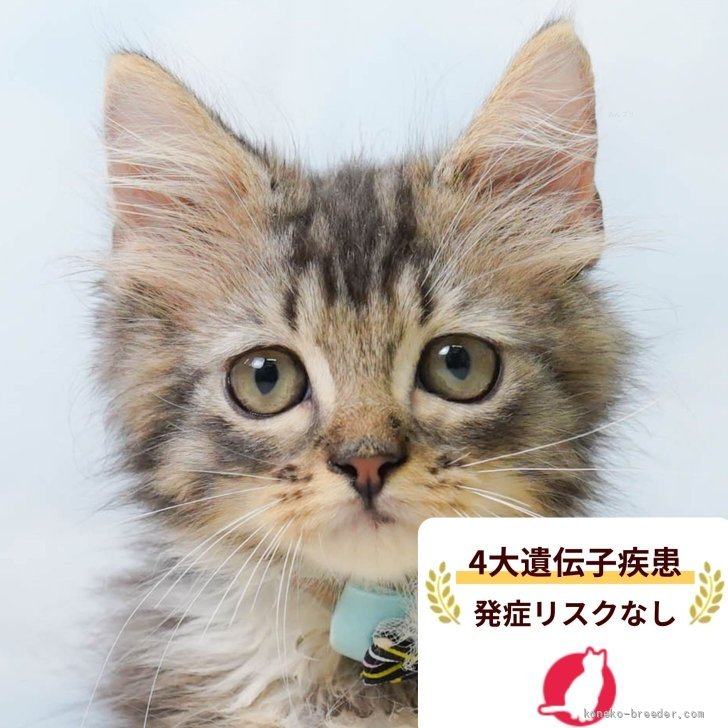 ぺんぺん 様のお迎えした子猫