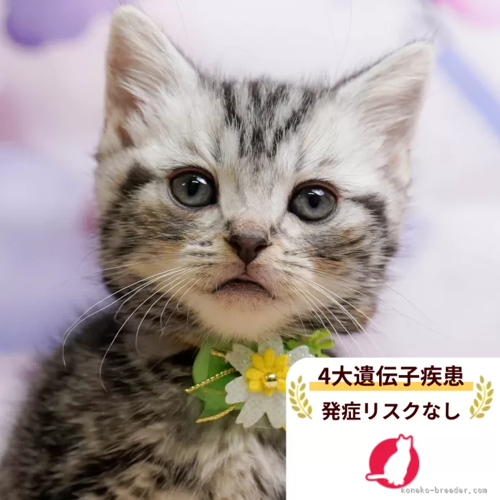 ID：2601-02247の子猫