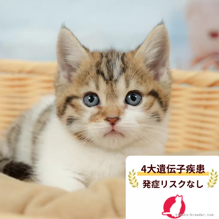 マンチカン(短足)【千葉県・女の子・2026年3月8日・ホワイト系/ブラウン系】の写真1「この子が気になった方は、[[この子猫の見学希望/お問合せ]]ボタンからお気軽にお問い合わせ下さい😊」