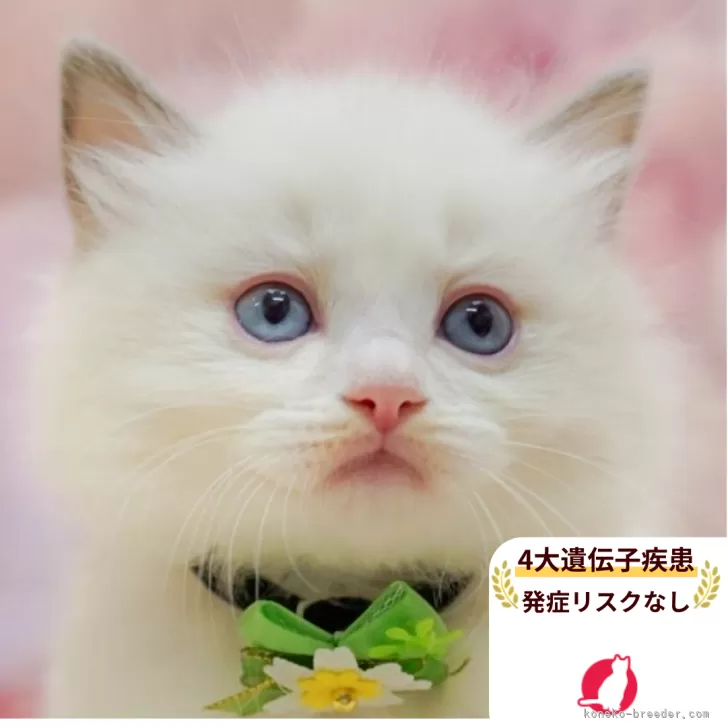 S.H 様のお迎えした子猫