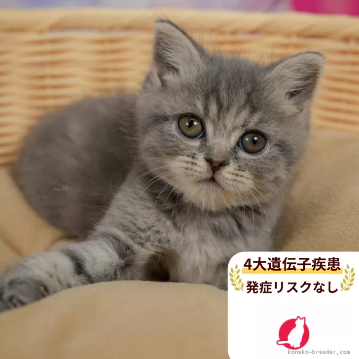 M.M 様のお迎えした子猫