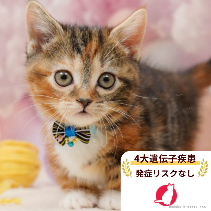 ブリーダー画像