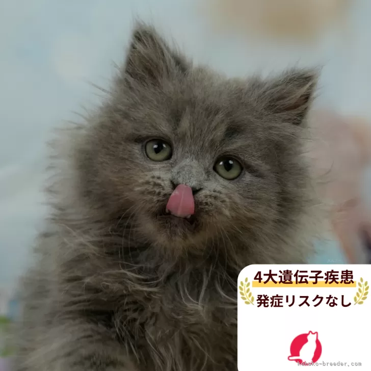 ID：2604-00176の子猫